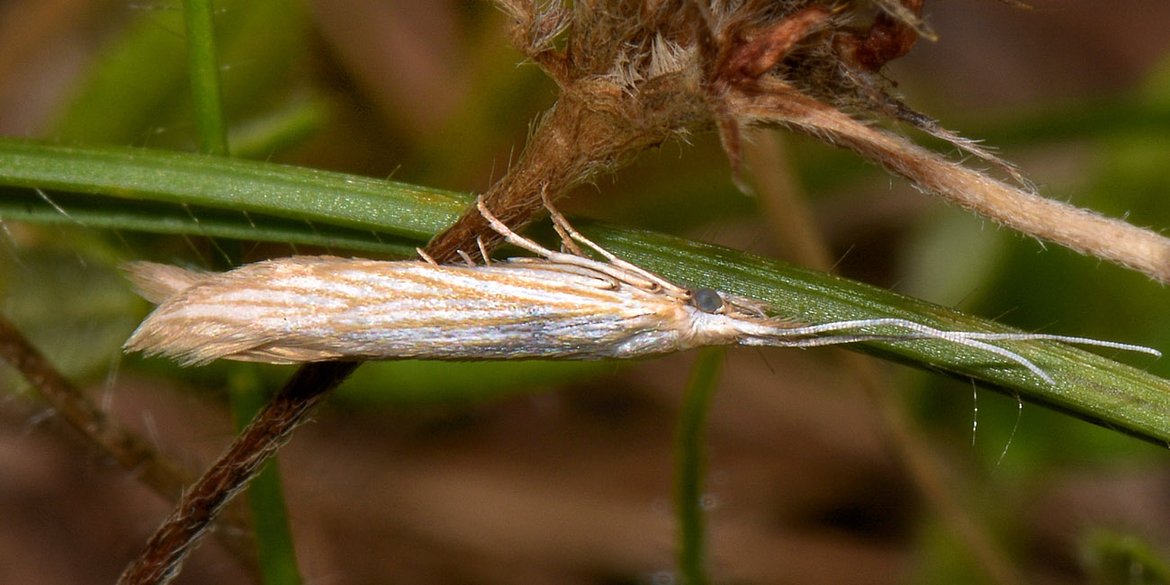 Da determinare - Coleophora sp., Coleophoridae